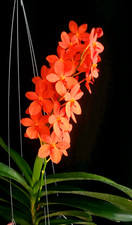 Renantanda jairak orange for sale  Miami