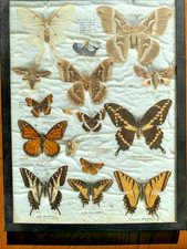 Butterflies moths mounted for sale  Phoenix