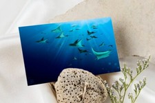 Stampa cartolina animal usato  Montione