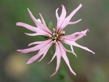 Ragged robin lychnis for sale  GREENOCK
