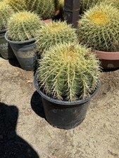 Large golden barrel for sale  Thousand Palms