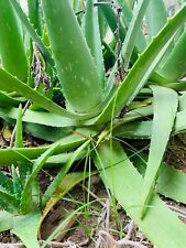Large aloe vera for sale  Port Isabel