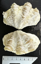 Tridacna squamosa completa usato  Novara