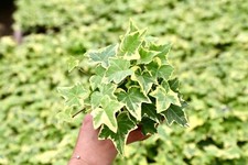 Gold child variegated for sale  San Diego