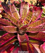 Bromeliad neoregelia banshee for sale  USA