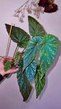 Begonia lukuana well for sale Begonia lukuana well for sale  TAUNTON