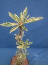 Euphorbia milli variegated for sale  Tucson