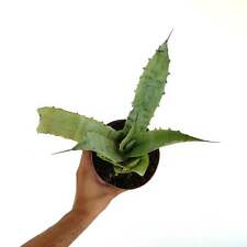 Agave americana agave usato  Napoli
