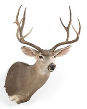 Mule deer buck for sale  Harrisburg