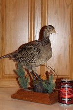 Chinese ringneck hen for sale  Brandon