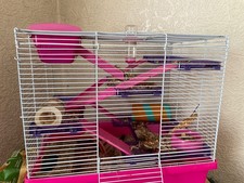 Female syrian hamster for sale  NORTHWICH