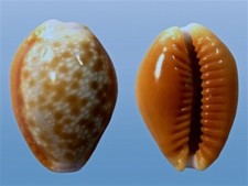 Cypraea helvola callista usato  Roma