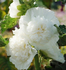Hollyhock chater double for sale  Sevierville