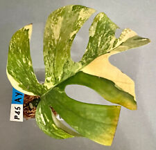 Rhaphidophora tetrasperma aure gebraucht kaufen  Köln