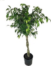 Ficus benjamina weeping for sale  USA