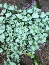 Lamium live starter for sale  Loveland