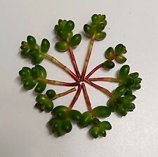 Sedum stahlii succulente d'occasion  Nyons