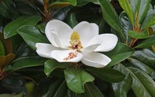 Graines magnolia grandes d'occasion  Sabres