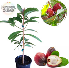 Malay apple tree for sale  Denver