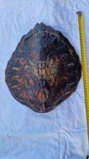 Fossiles tortue carapace d'occasion  Saint-Saëns