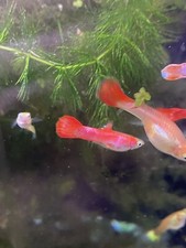 Pink salmon guppy for sale  New York