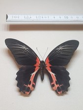 Papilio rumanzovia weibchen gebraucht kaufen  Halle