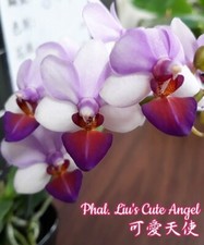 Orchid Orchidee Orquídea Phalaenopsis Liu's Cute Angel (3 L) na sprzedaż  PL