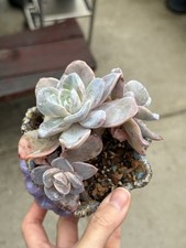 Rare succulent echeveria for sale  Brooklyn