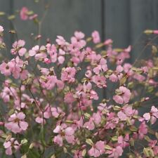 Soapwort pink beauty for sale  LONDON