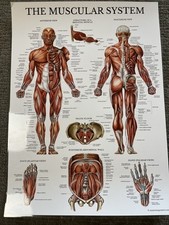 Human anatomy poster for sale  Fruita