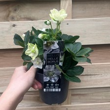 Helleborus christmas carol for sale  OLDHAM