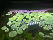 Large dwarf water for sale  BRISTOL