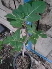 Live celeste fig for sale  Cypress