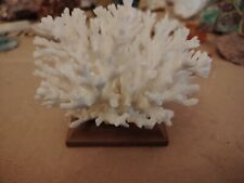 Corallo bianco con usato  Pisa