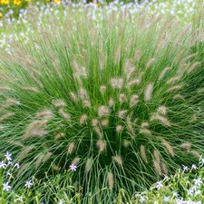 Pennisetum alopecuroides hamel for sale  UK