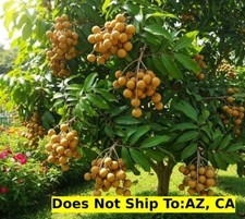 Longan fruit tree for sale  Miami