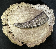 Usado, Fivela de cinto chocalho cobra chifre de alce chifre comprar usado Usado, Fivela de cinto chocalho cobra chifre de alce chifre comprar usado  Enviando para Brazil