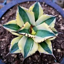  Aeonium Sunny aglomerado variegado 20cm suculento, usado comprar usado  Enviando para Brazil