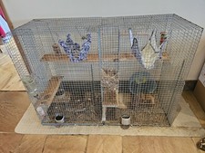 Large chinchilla degu for sale  KETTERING