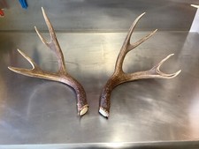 Columbian blacktail deer for sale  Channahon