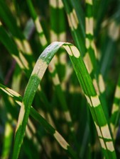 Seeds zebra grass for sale  USA