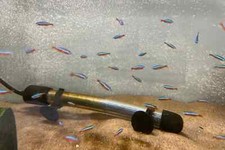 Cardinal tetra seller for sale  West Covina