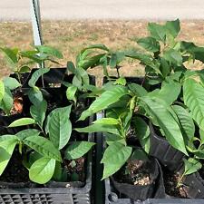 Paw paw tree for sale  Casey