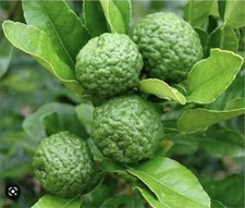 Pot kaffir lime for sale  Sarasota