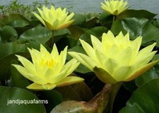 Yellow water lily for sale  Sanger