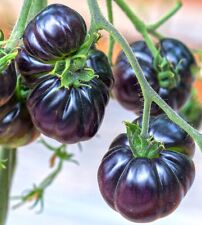 Tomatensamen black beauty gebraucht kaufen  Beilngries