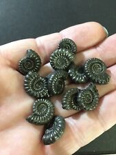 Fossil pyrite ammonites for sale  LYMINGTON