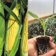 Sweet corn earliking for sale  WOODBRIDGE