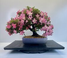 Way life bonsai for sale  YORK