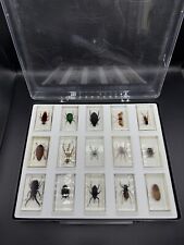 Vintage reai insect for sale  WORTHING